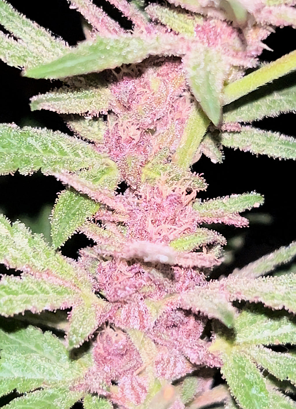 Pink Stink