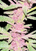 Pink Stink