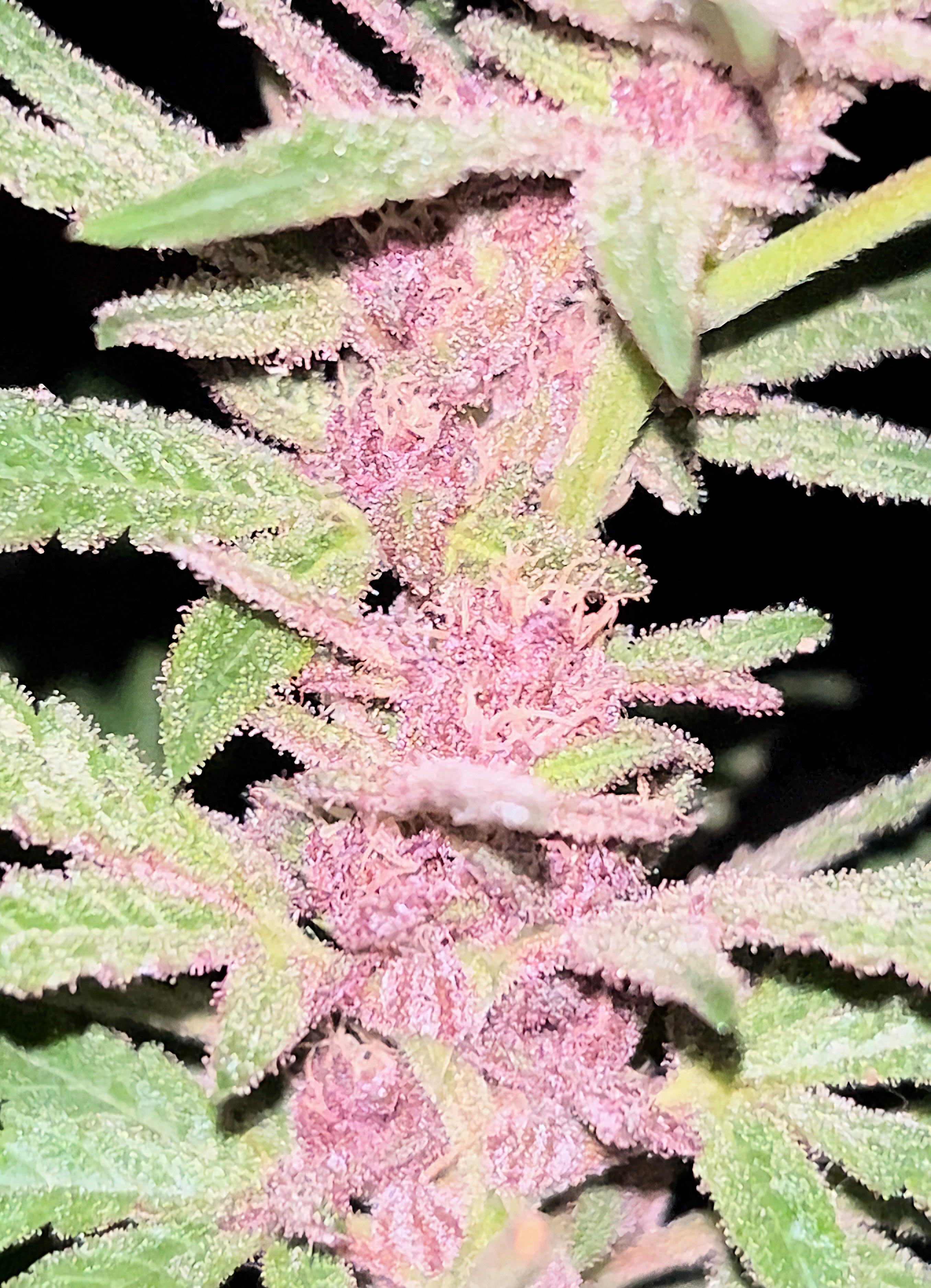Pink Stink