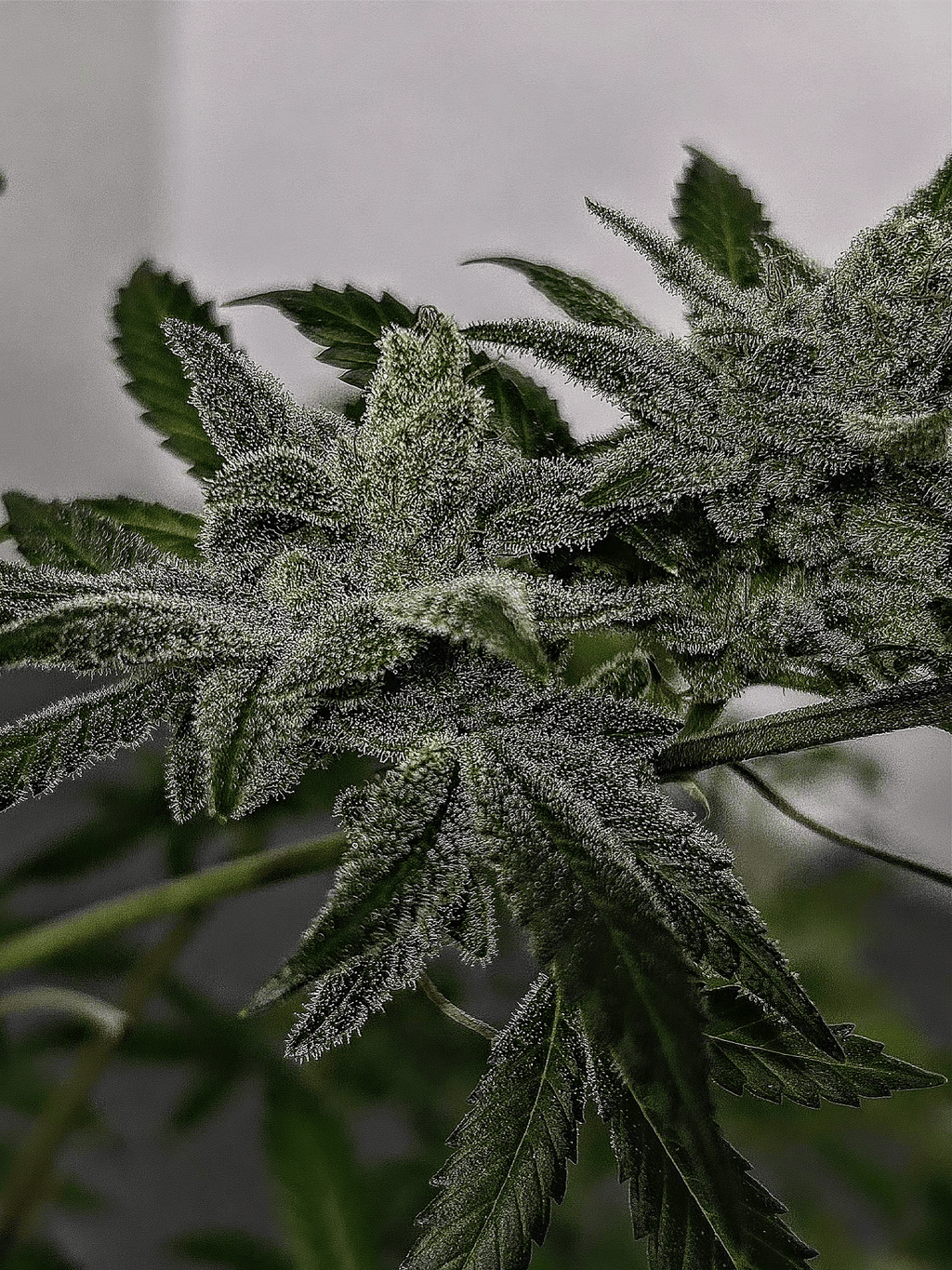 Glacial Blue
