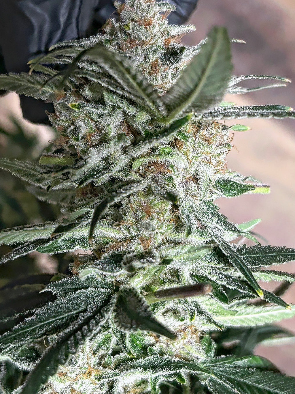 Molten Skunk