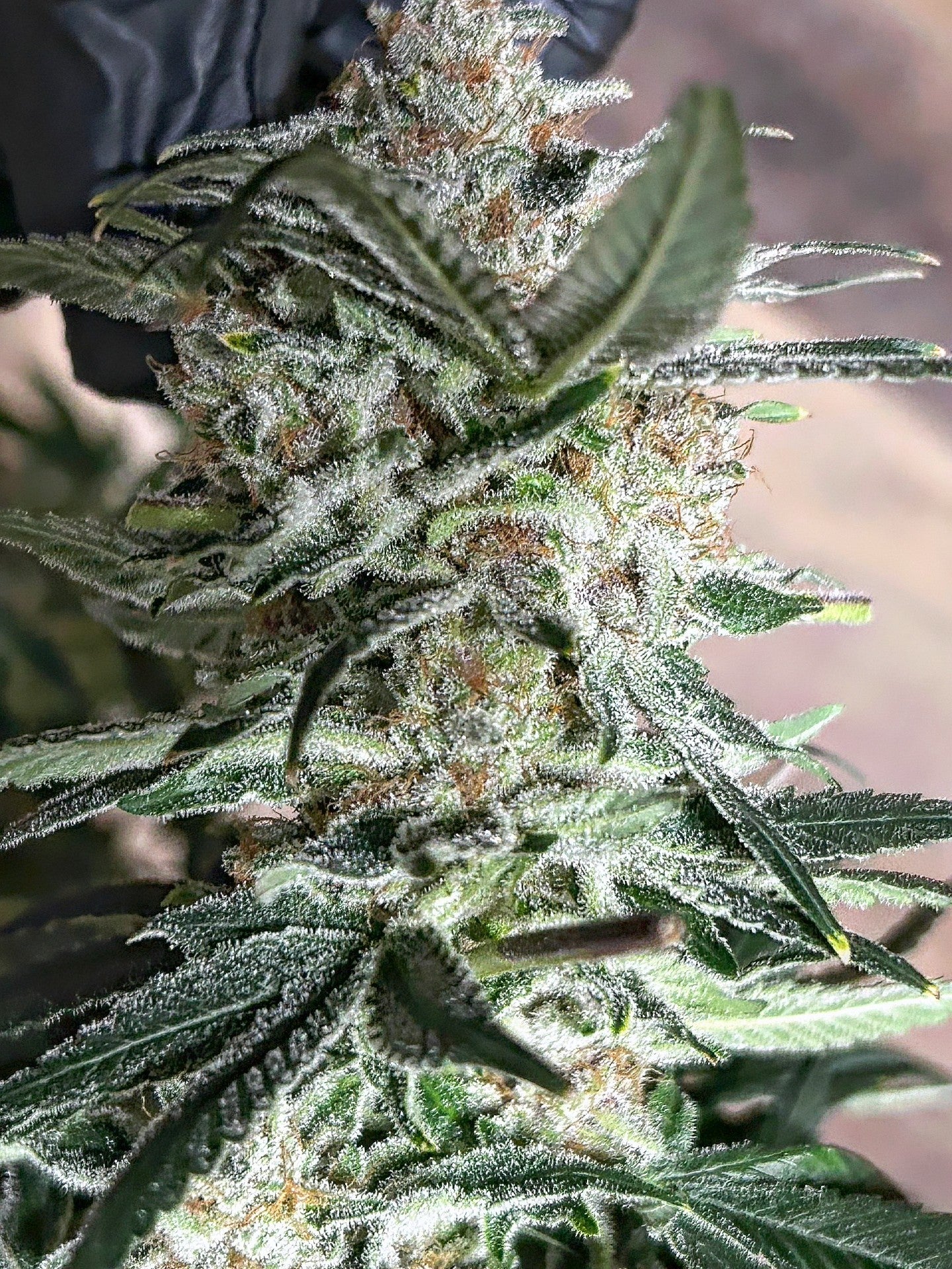 Molten Skunk