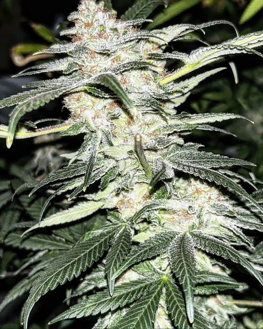 Molten Skunk