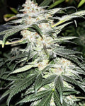 Molten Skunk