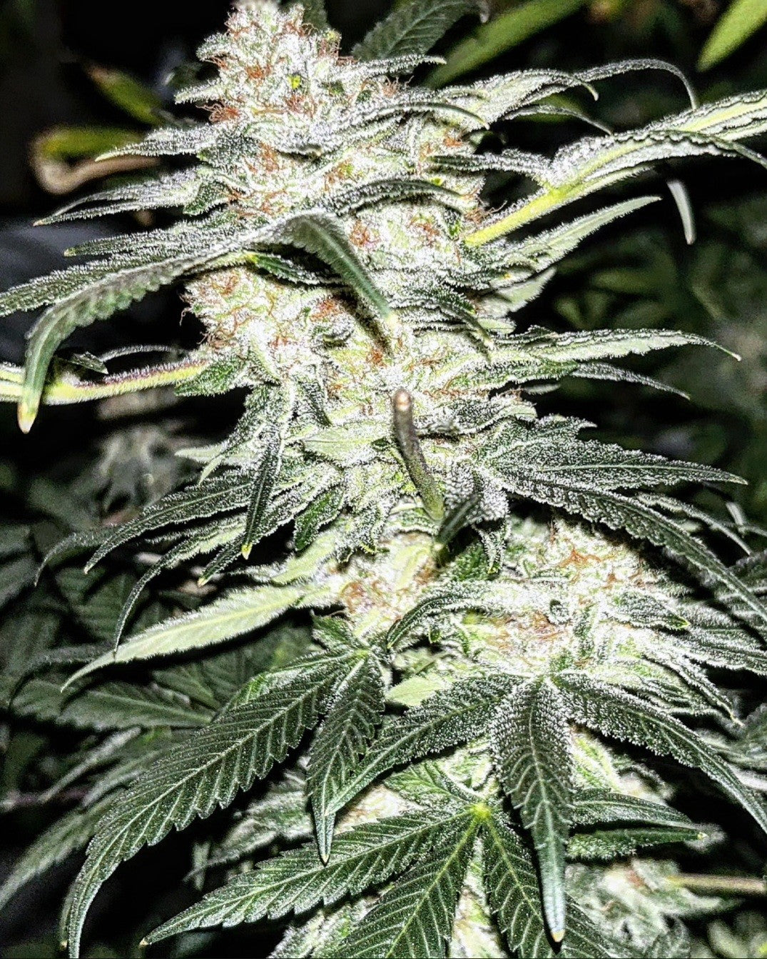Molten Skunk