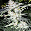 Molten Skunk