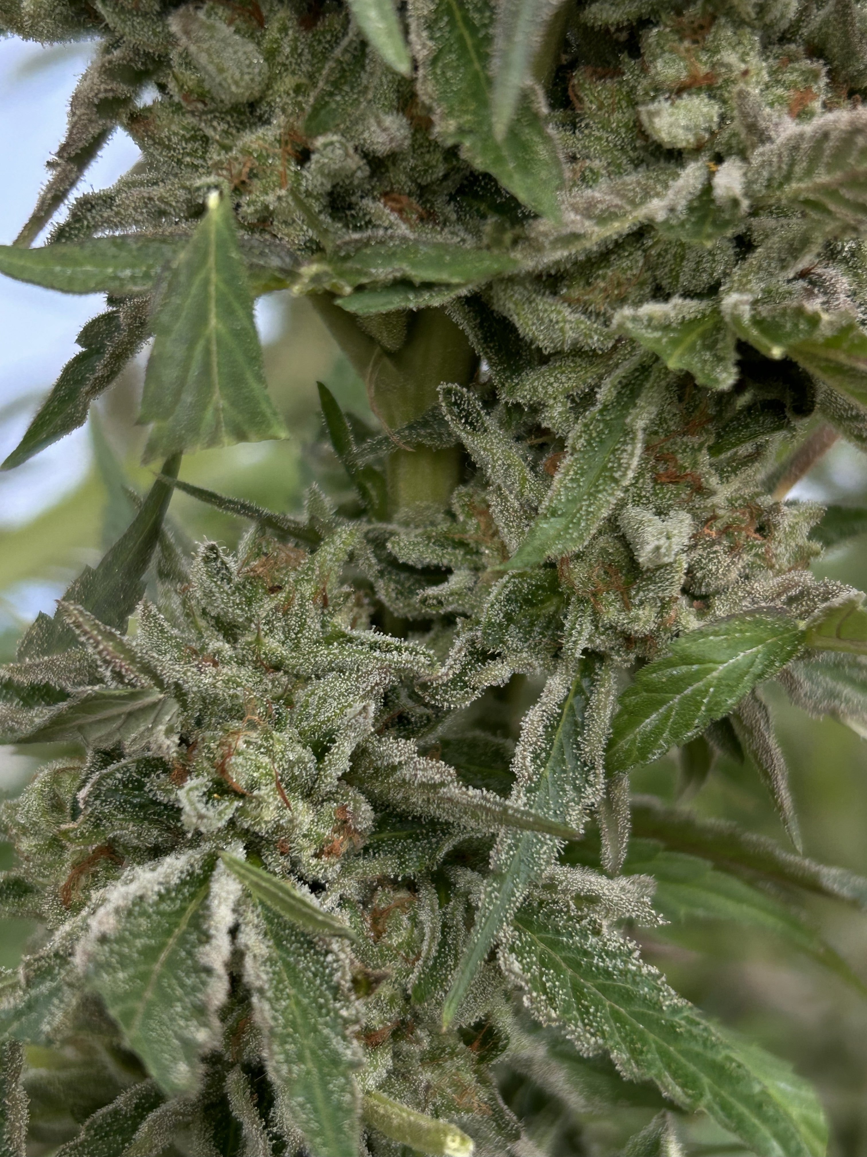 Urkle Noir