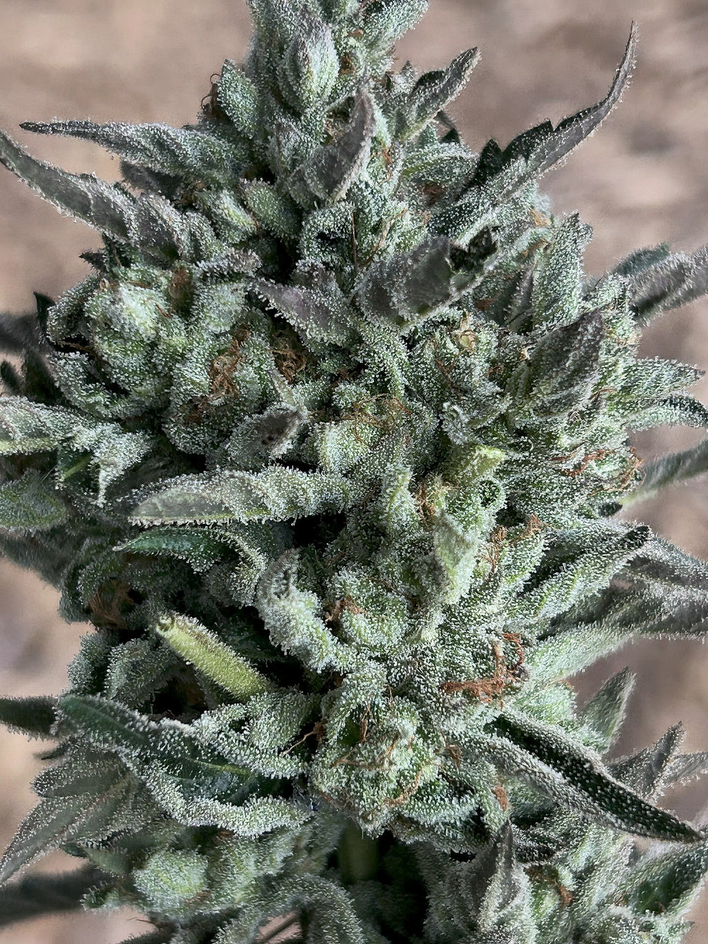 Urkle Noir