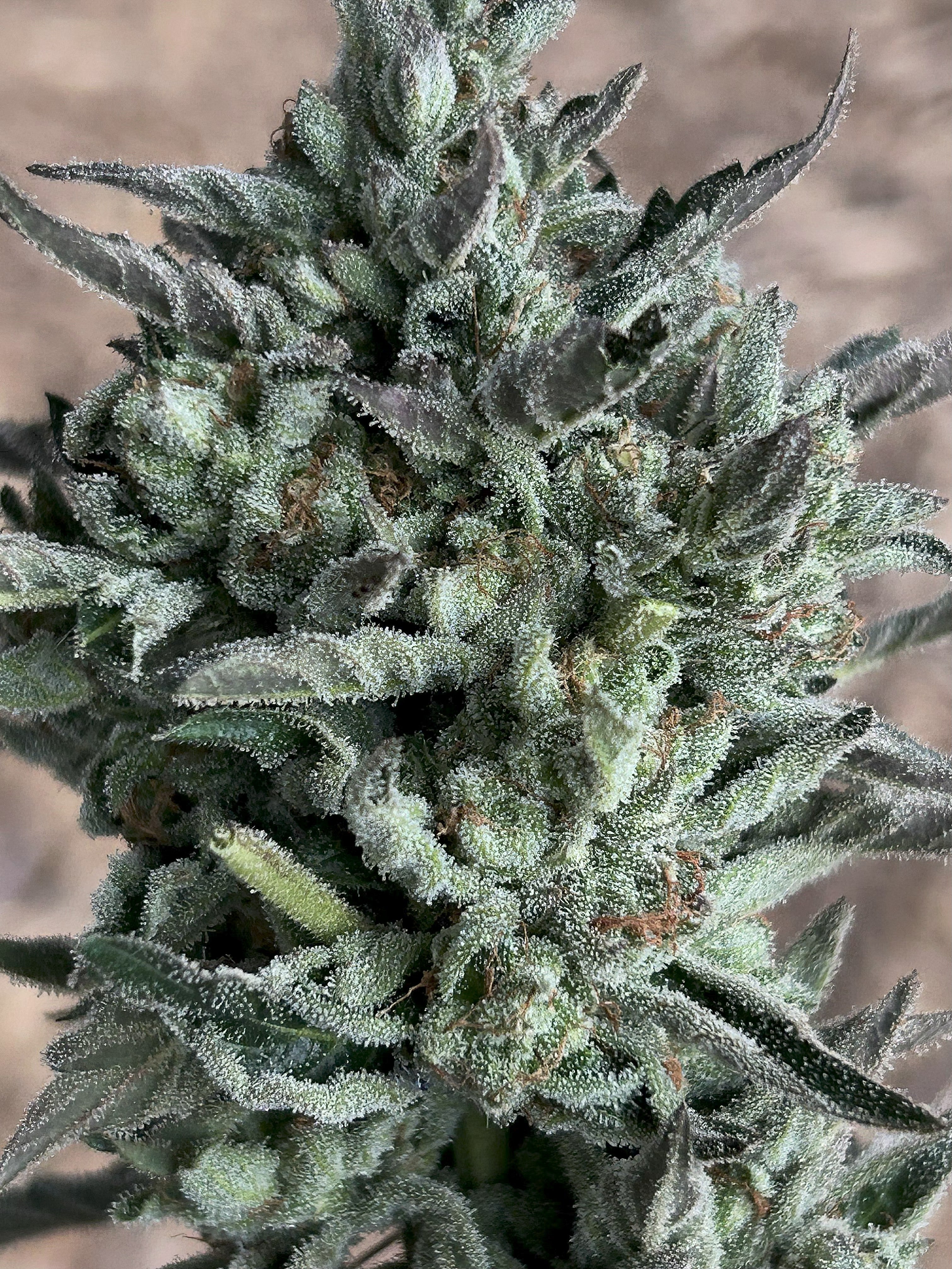 Urkle Noir