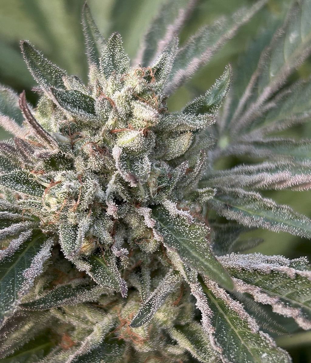 Urkle Noir