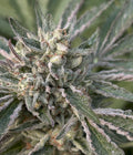 Urkle Noir